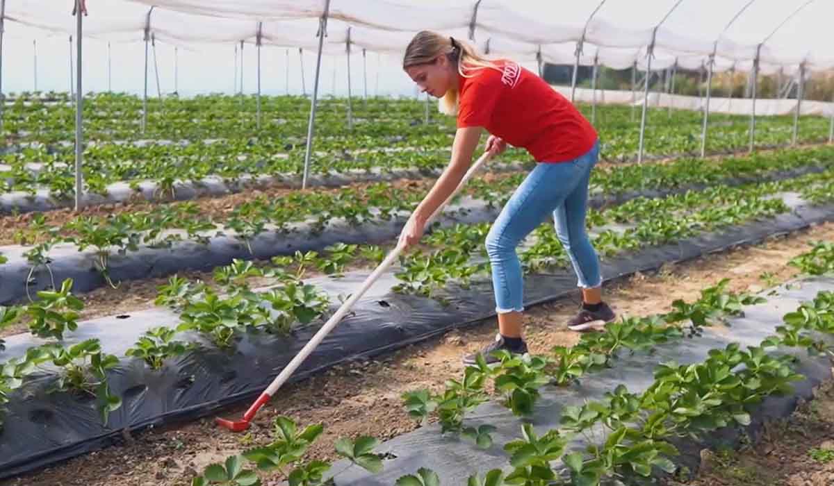 Inter-row tillage with the Stirrup Hoe 12cm - irgottools