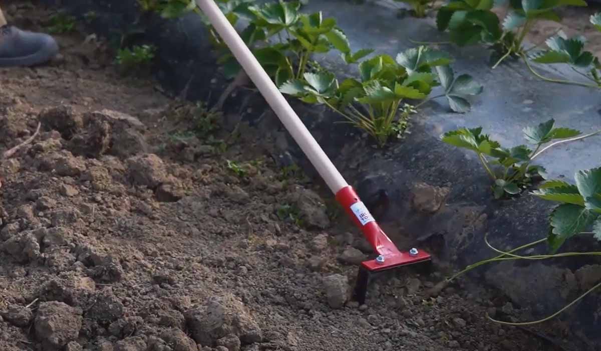 Weeding between rows of seedlings with the Stirrup Hoe 12cm - irgottools