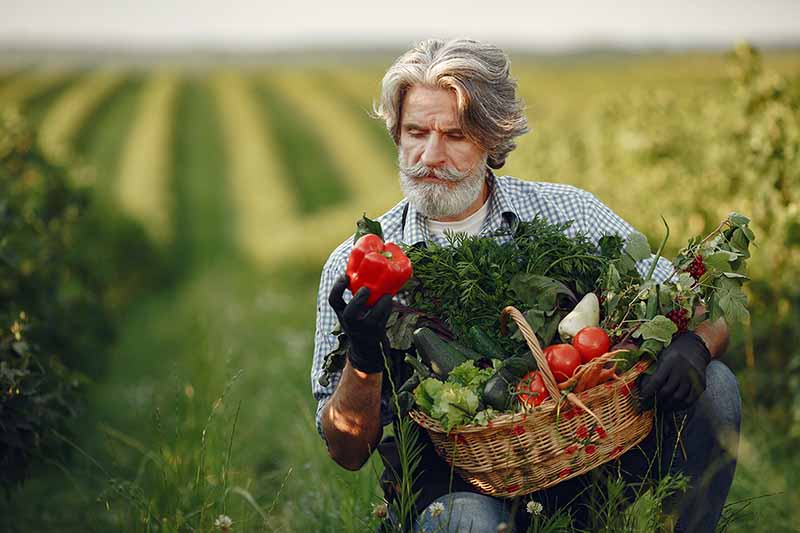 An example of quality cultivated land - a basket full of organically grown vegetables - irgottools