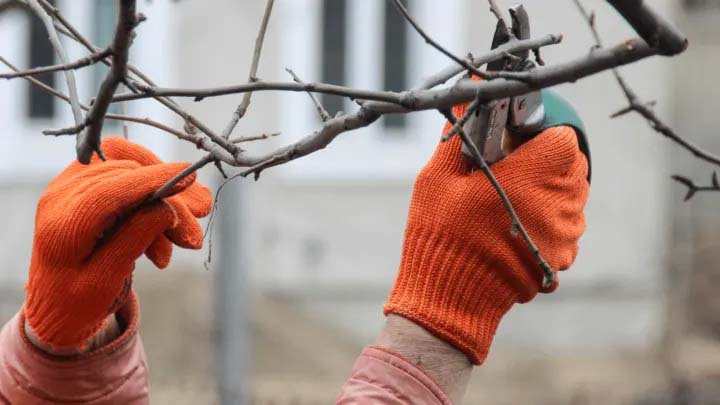 Autumn pruning of plants - irgottools