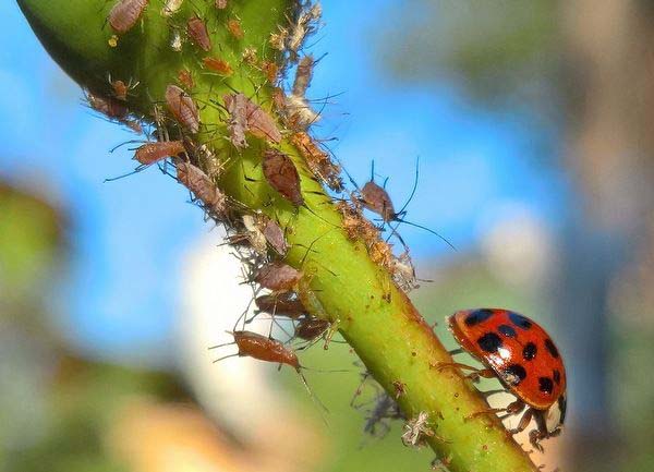 Ladybug destroys the enemy of agricultural plants - your leaves - irgottools