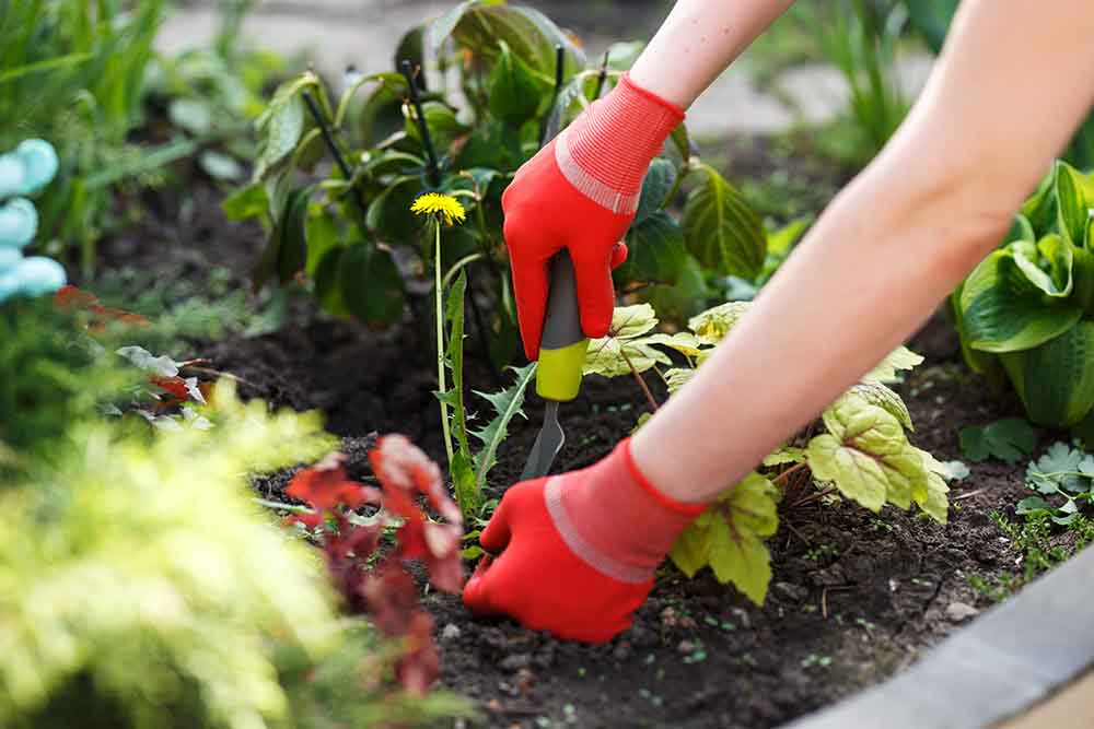 Removing dandelions with a hand tool in order to control weeds - irgottools