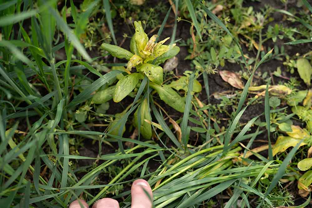 Various weed plants - irgottools