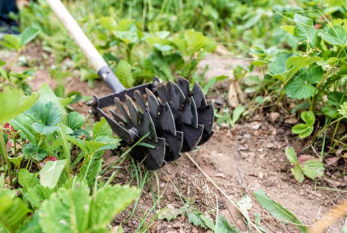 A weed removal tool with teeth - irgottools