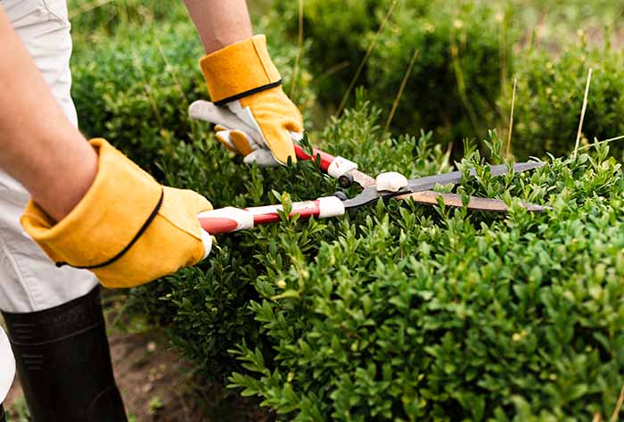 Garden shears for hedge trimming - irgottools