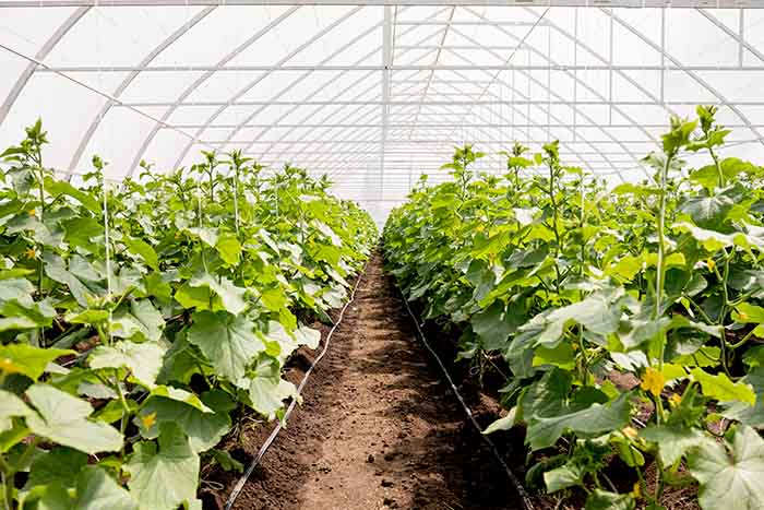 Growing vegetables in a greenhouse - irgottools