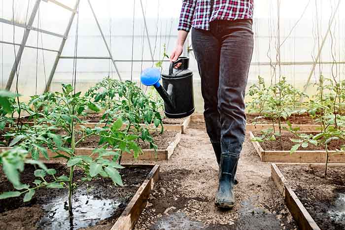 Manual watering of crops in the greenhouse - irgottools