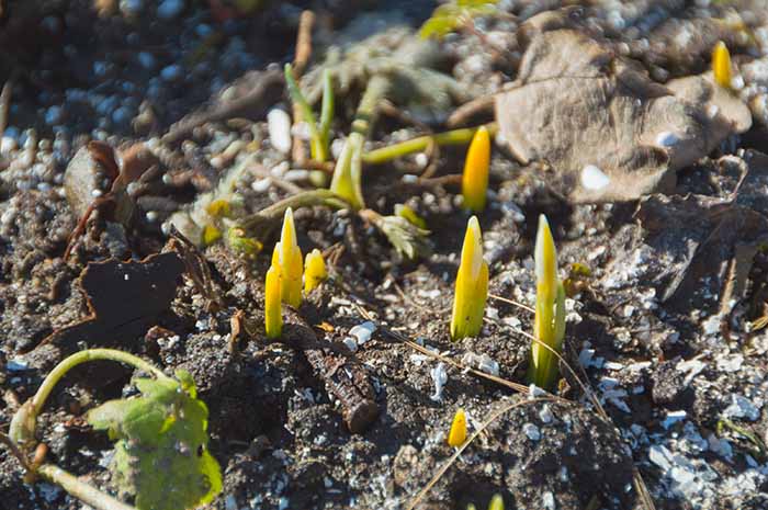 Spring germination on loamy soil - irgottools