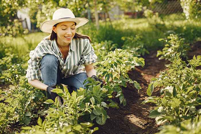 Seedlings in the vegetable garden - irgottools