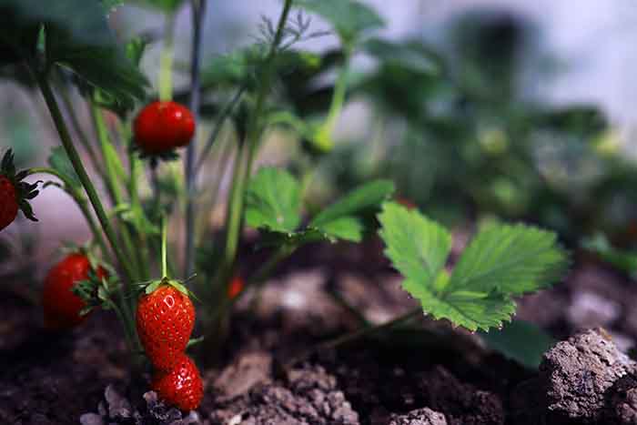 Strawberries in a permanent place in the garden - irgottools